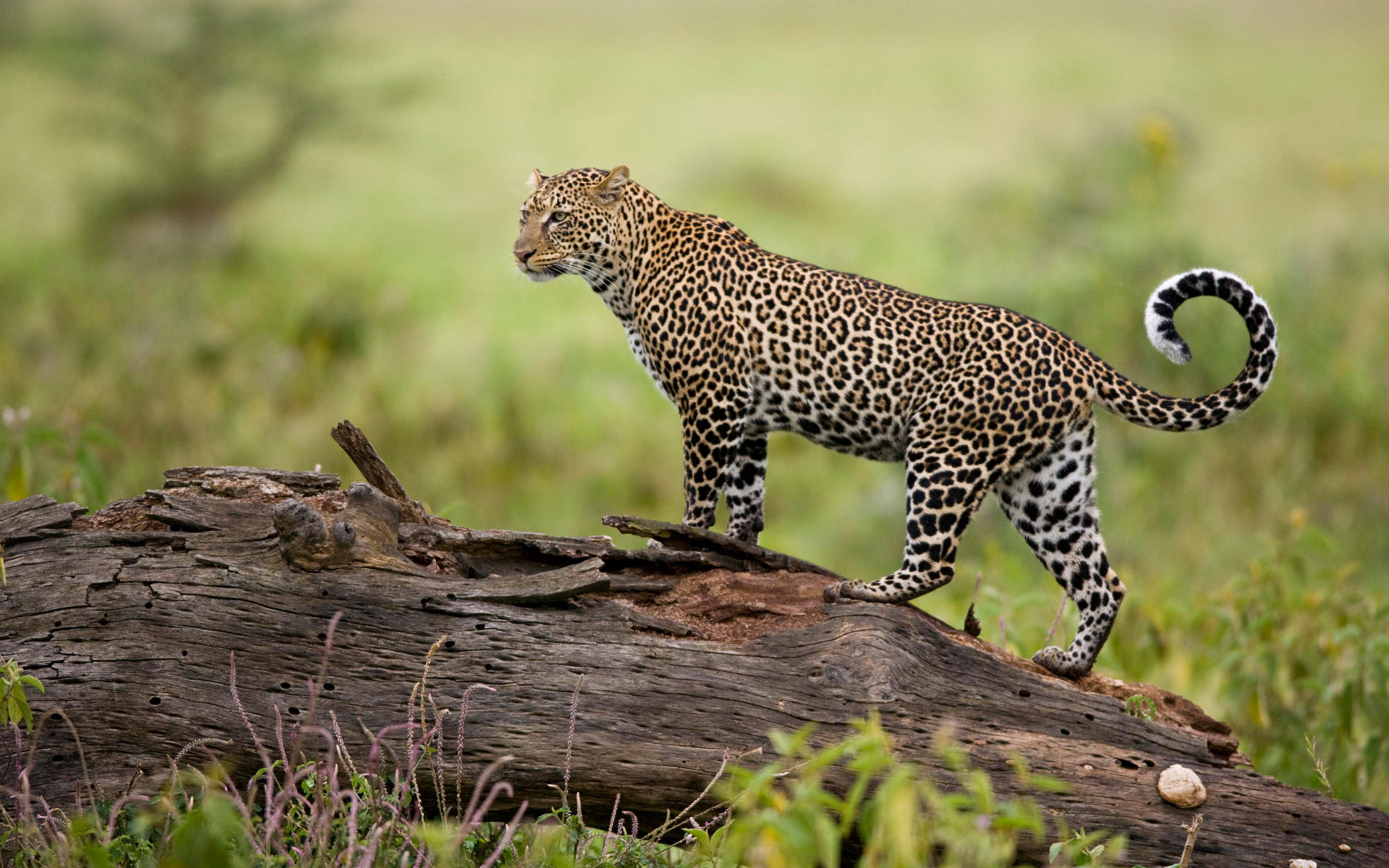 Kenya